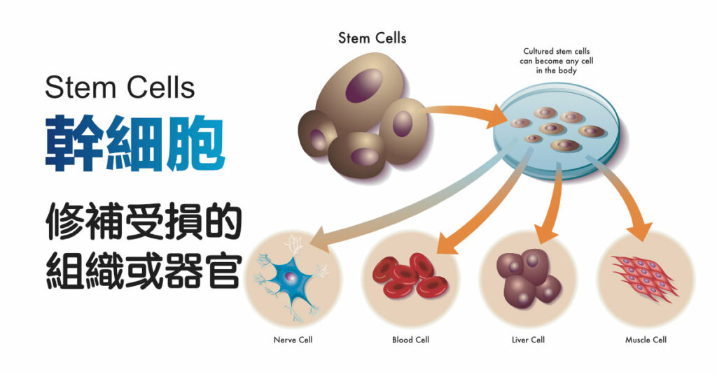 幹細胞治療-細胞治療的救星