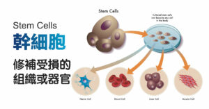 幹細胞治療-細胞治療的救星
